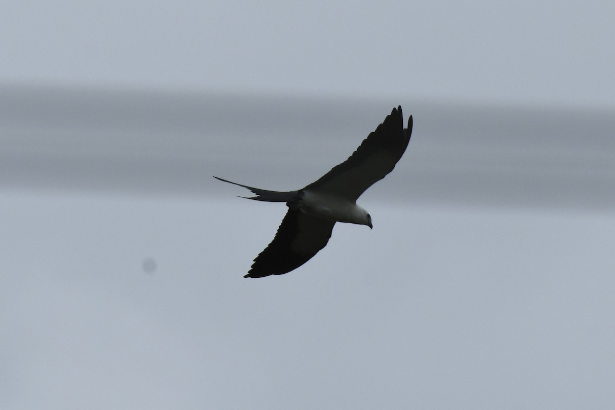 Swallow-tailed Kite - ML622072190