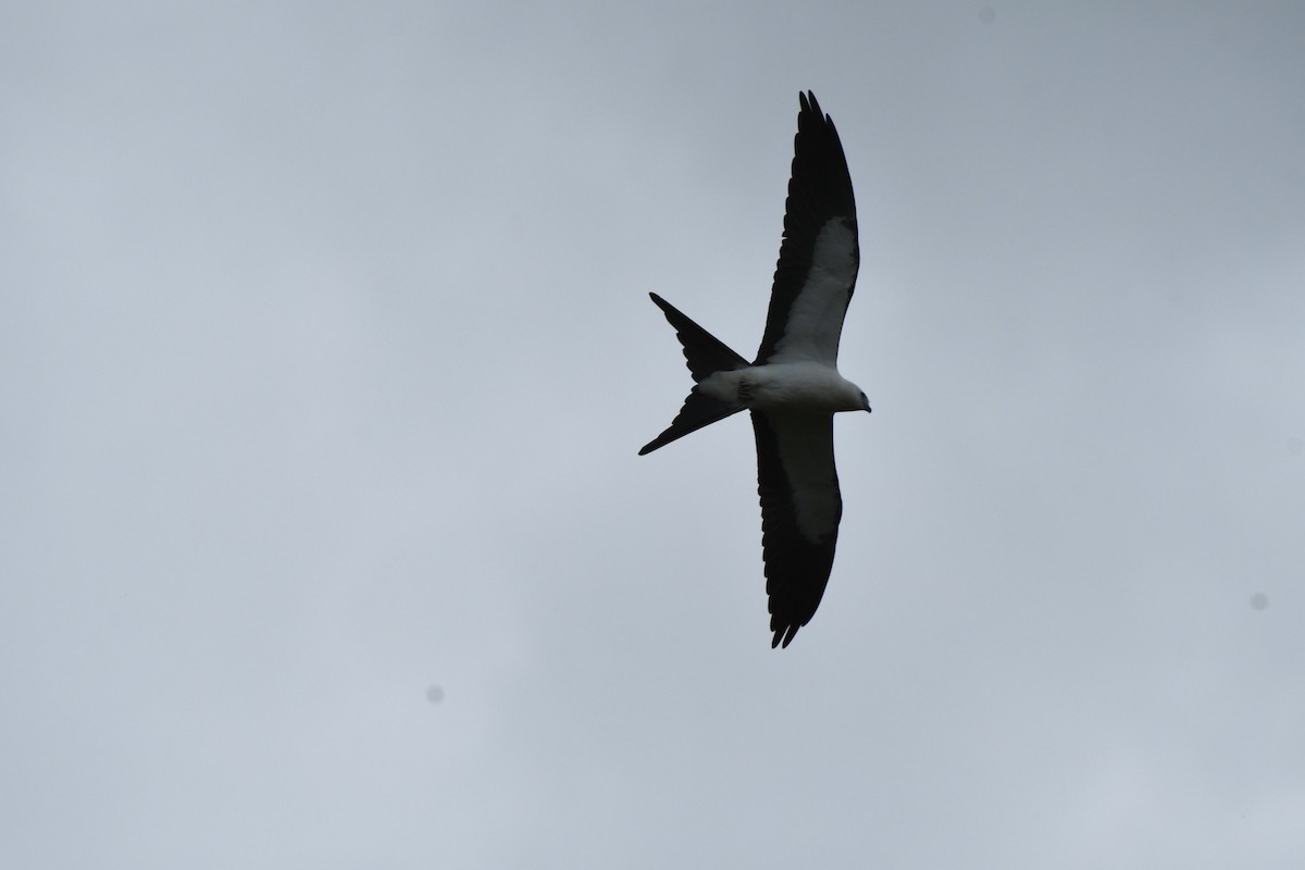 Swallow-tailed Kite - ML622072191