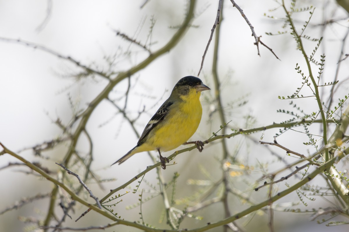 Lesser Goldfinch - Nancy Davis