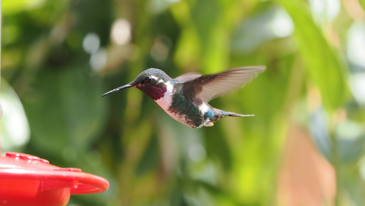 Colibrí de Mulsant - ML622072208