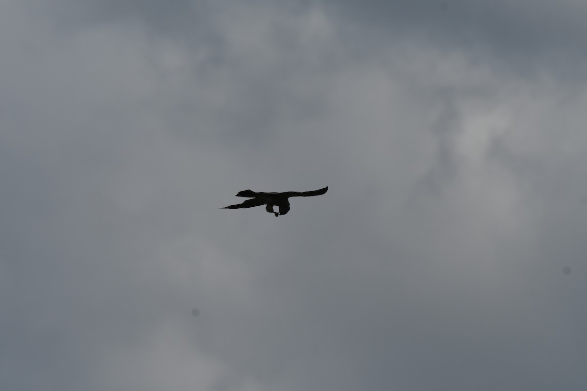 Mississippi Kite - ML622072222