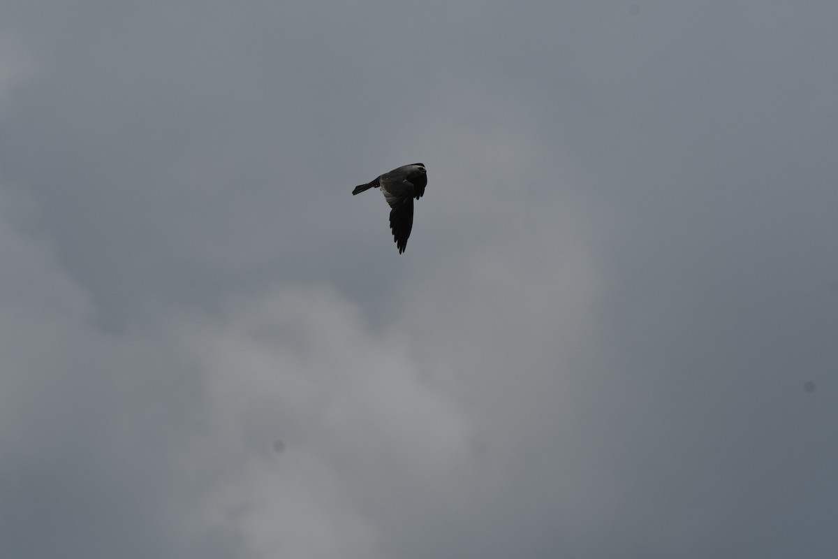 Mississippi Kite - ML622072224