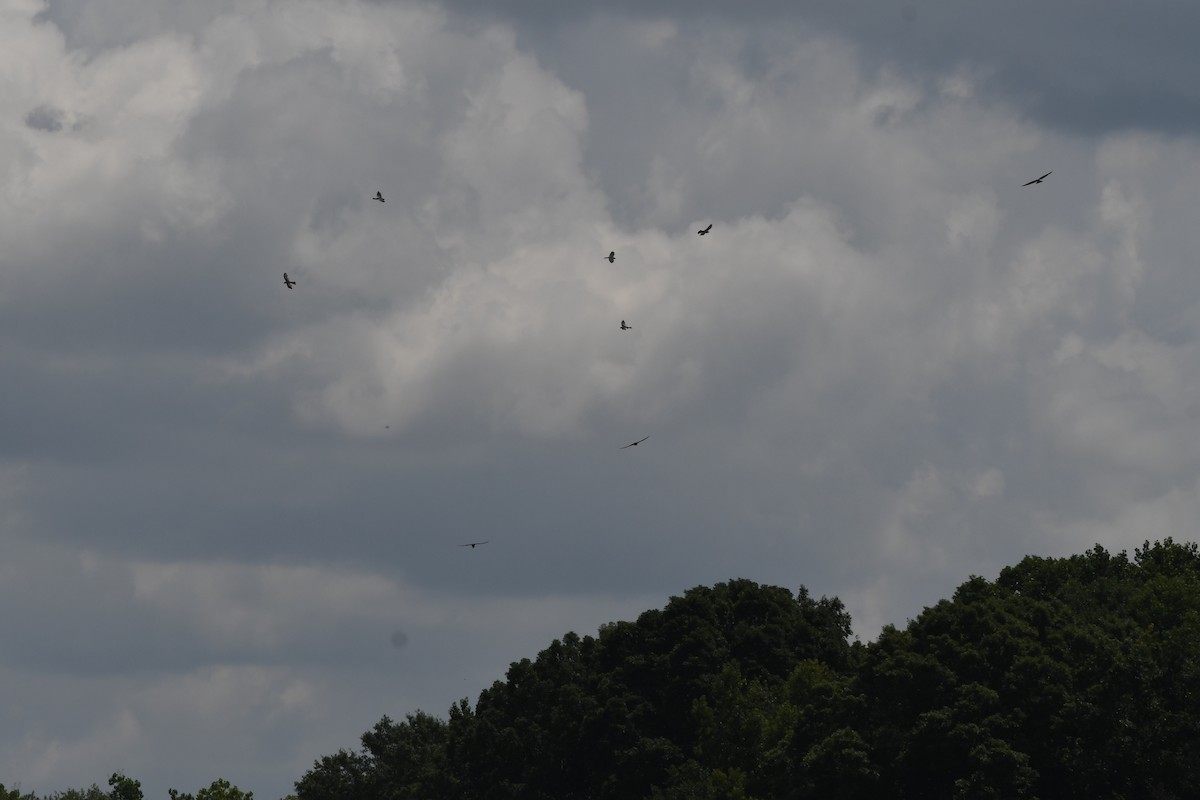 Mississippi Kite - ML622072225