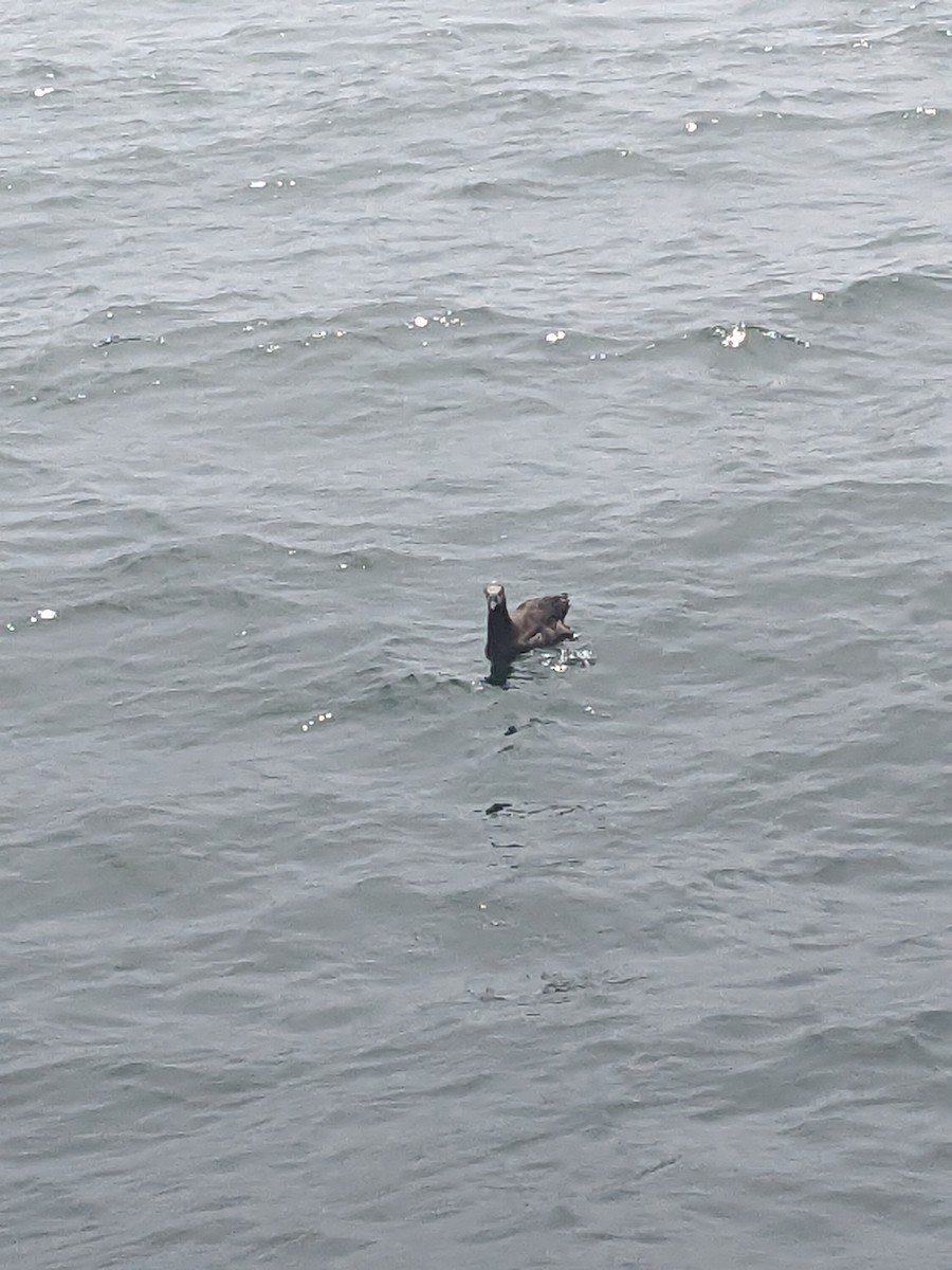 Black-footed Albatross - Mark Runyan