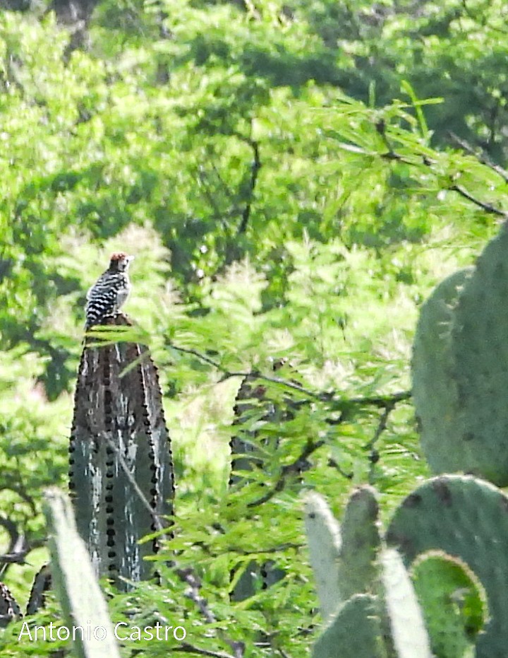 Carpintero de Gila - ML622072232