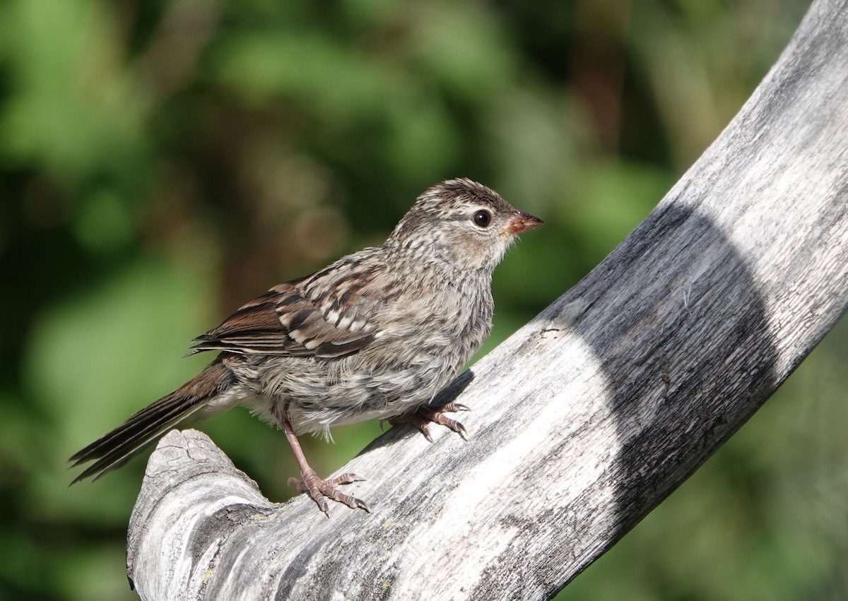 White-crowned Sparrow - Pat Lucas