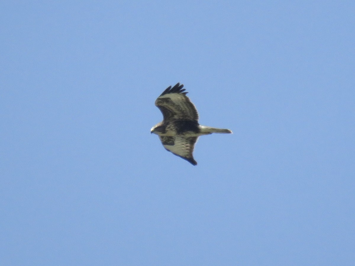 Common Buzzard - ML622072262