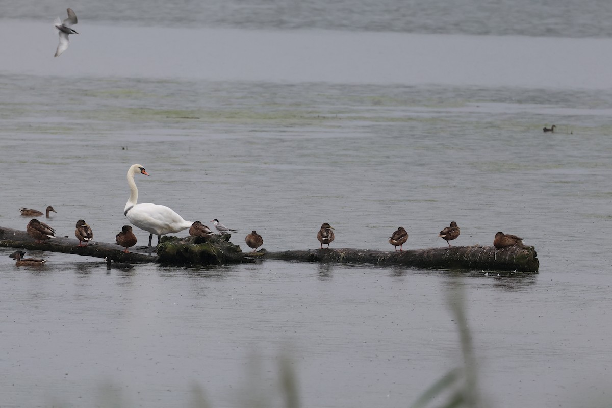 Mute Swan - ML622072266