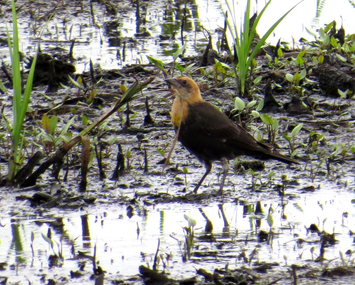 Yellow-headed Blackbird - ML622072267