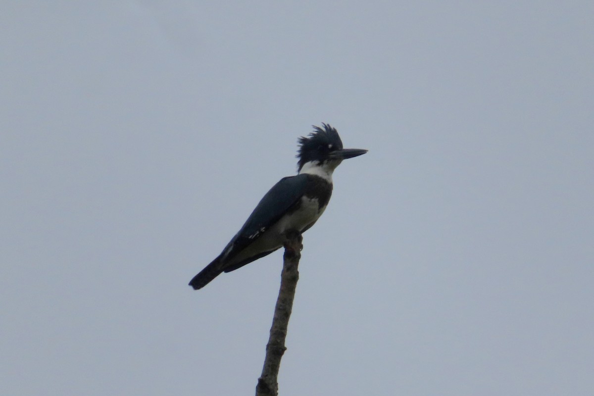 Belted Kingfisher - ML622072268