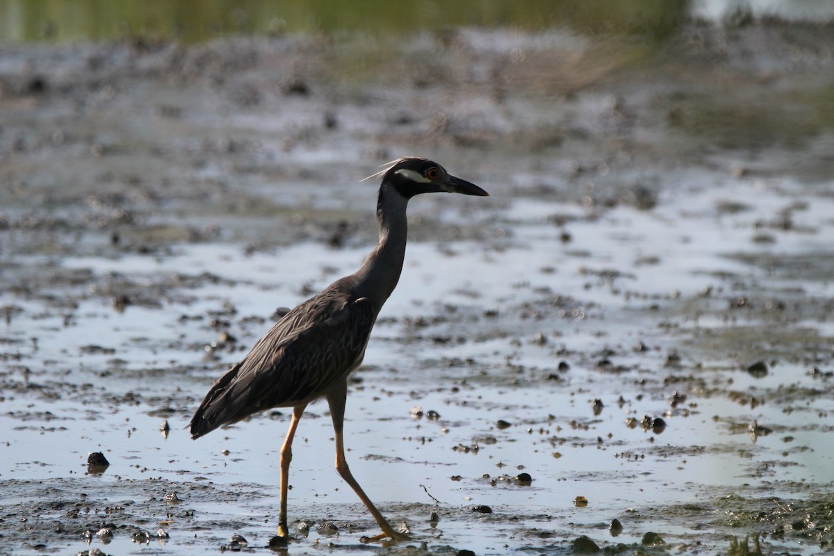 Yellow-crowned Night Heron - ML622072269