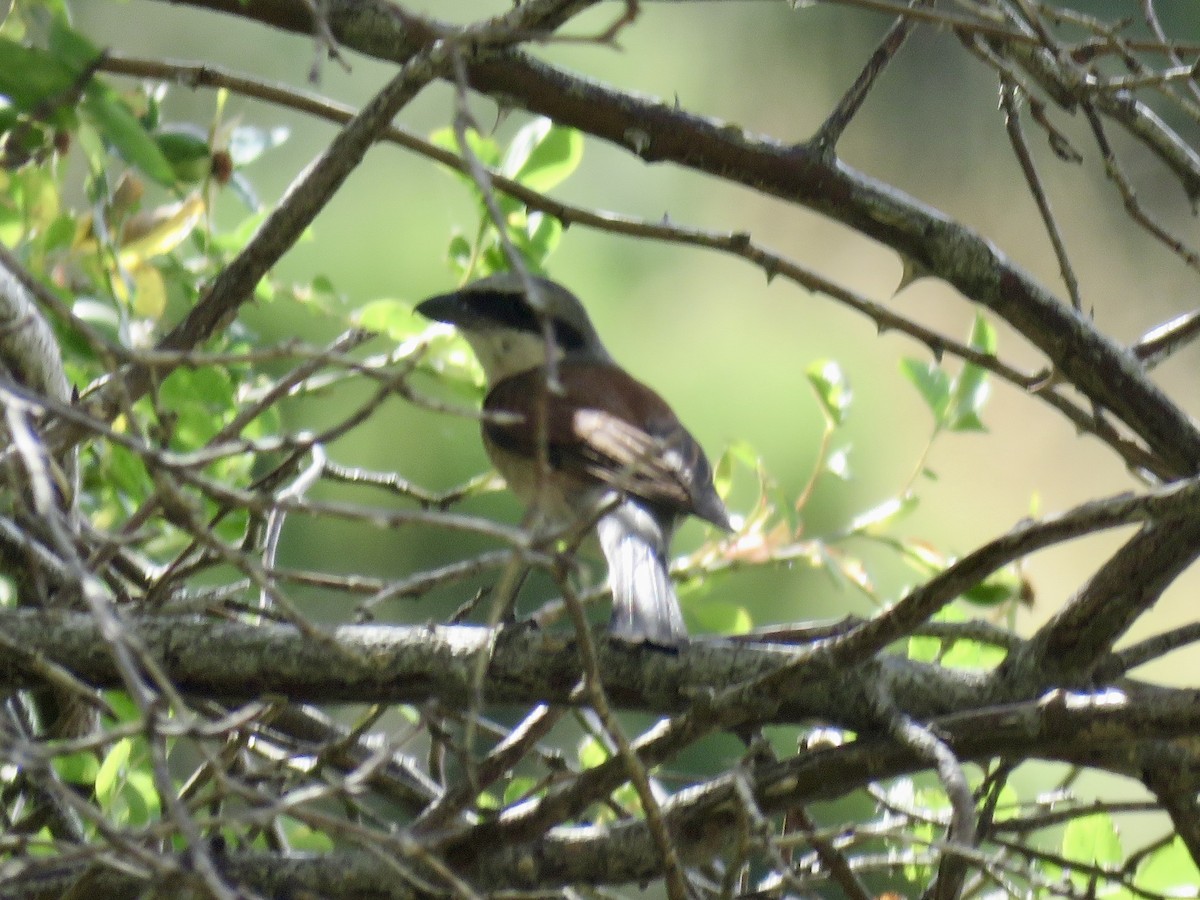 Red-backed Shrike - ML622072270