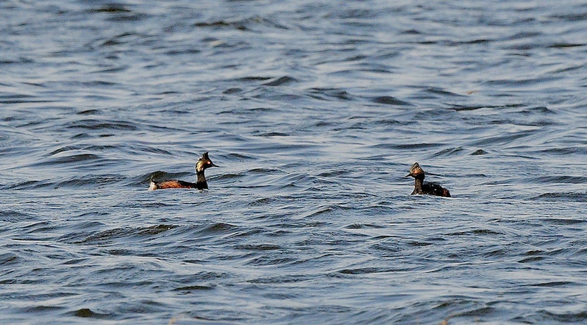 Eared Grebe - ML622072271