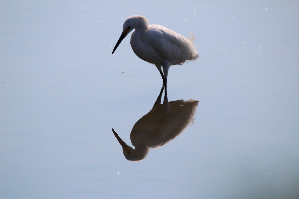 Snowy Egret - M Alexander