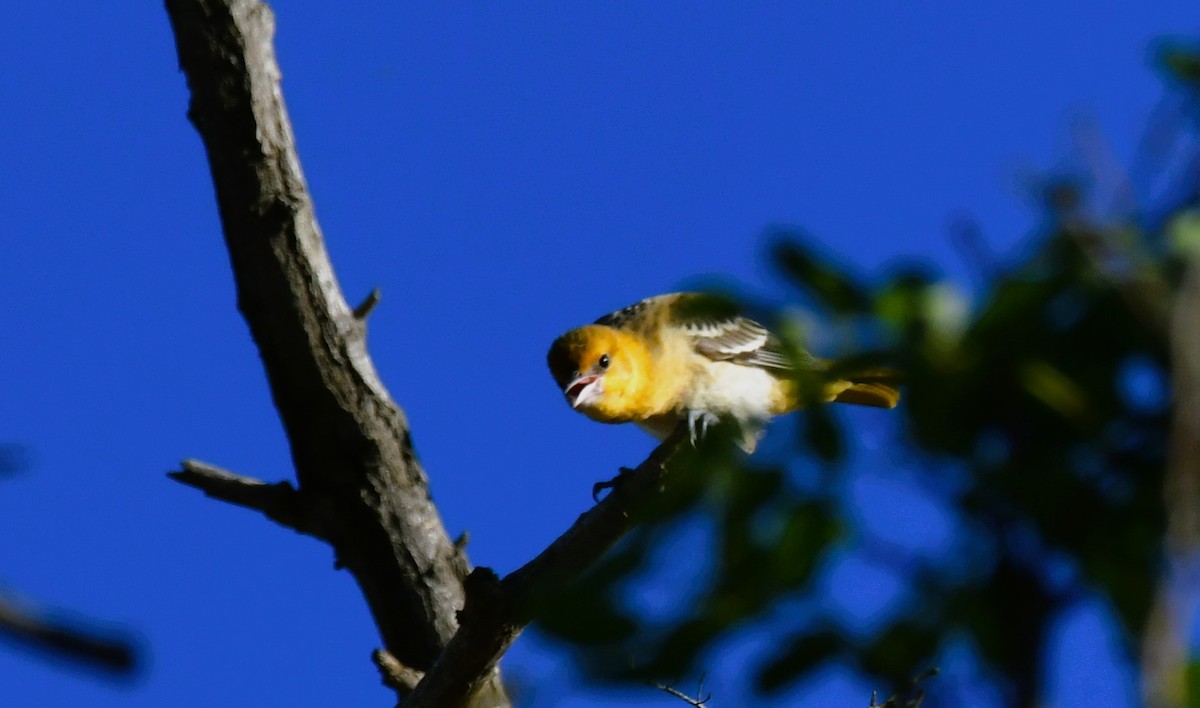 Bullock's Oriole - ML622072273