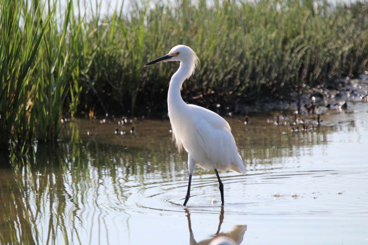 Snowy Egret - ML622072276