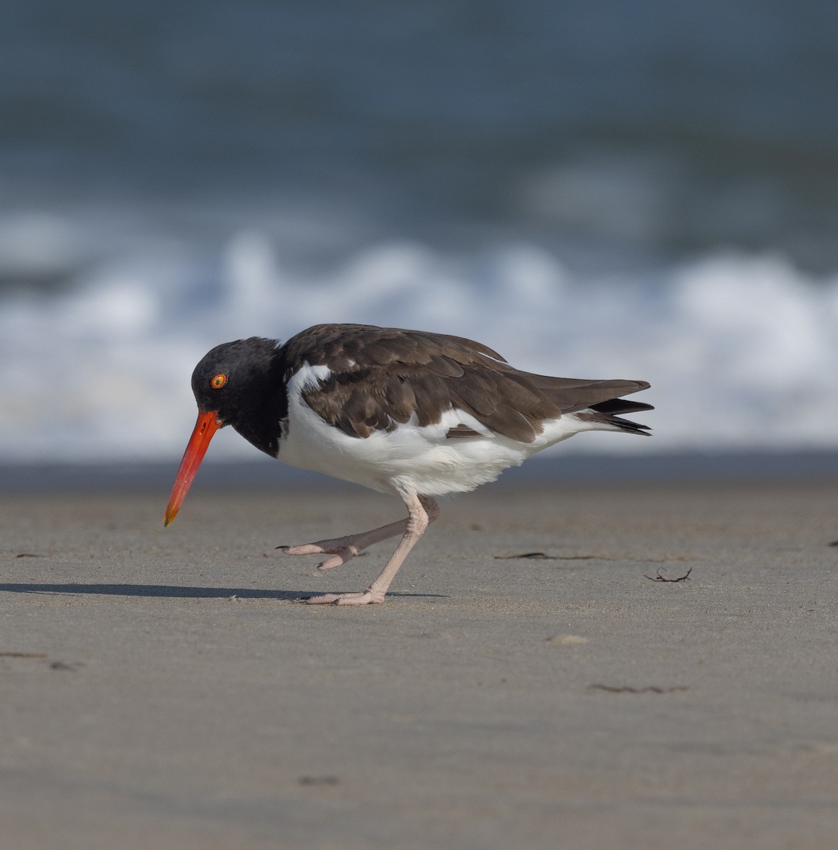 American Oystercatcher - ML622072277