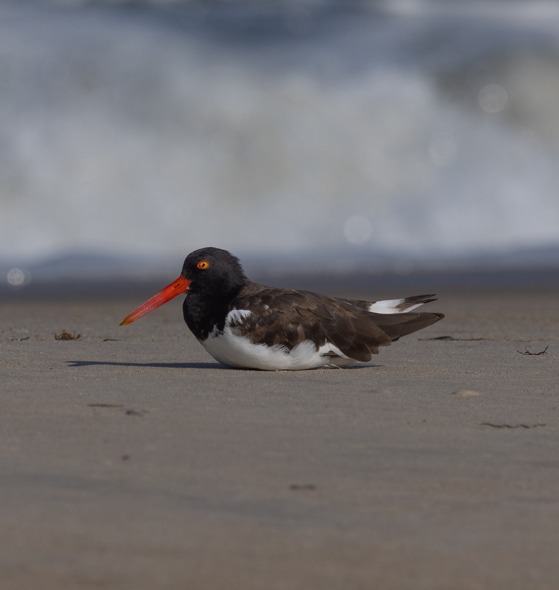 American Oystercatcher - mark thomas