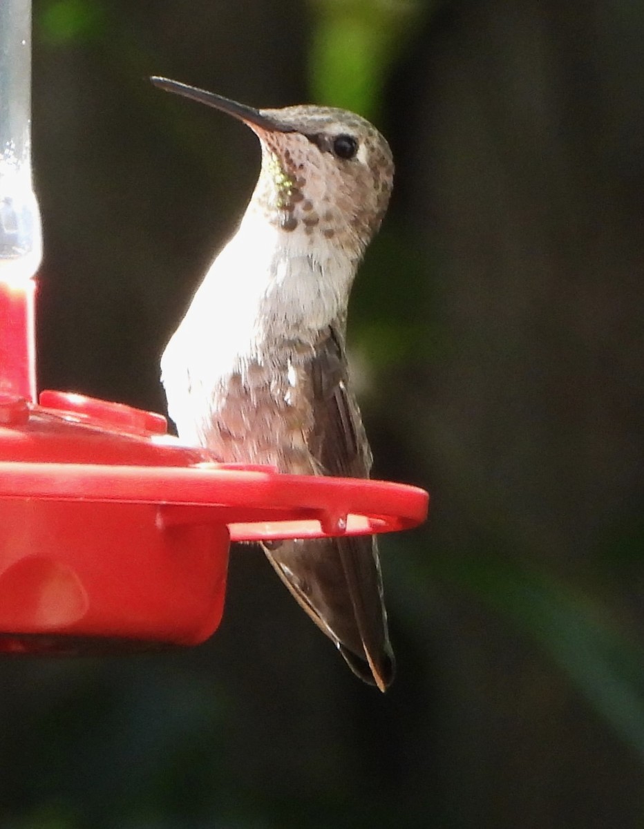 Anna's Hummingbird - Lynne Craft