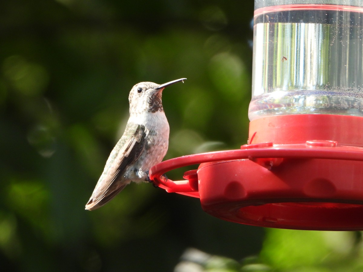 Anna's Hummingbird - ML622072284