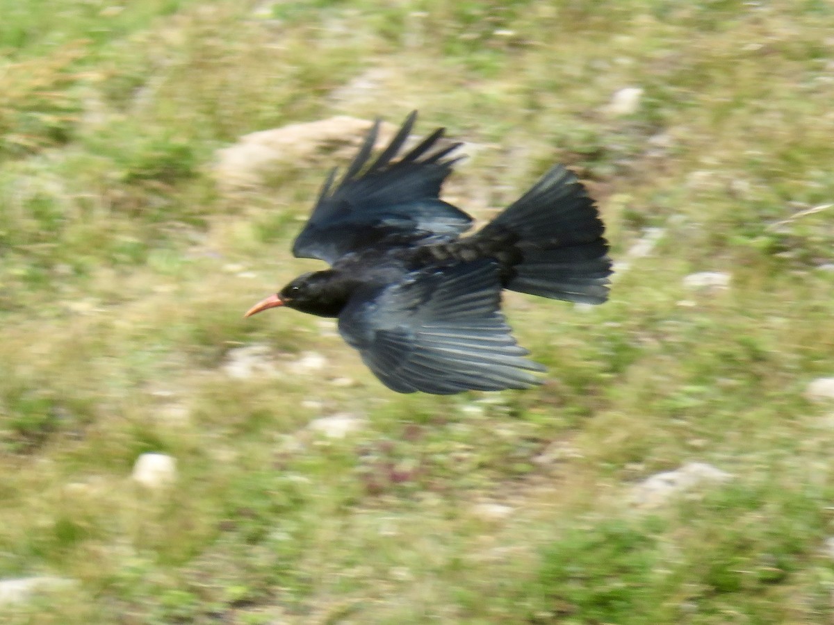 Red-billed Chough - ML622072285