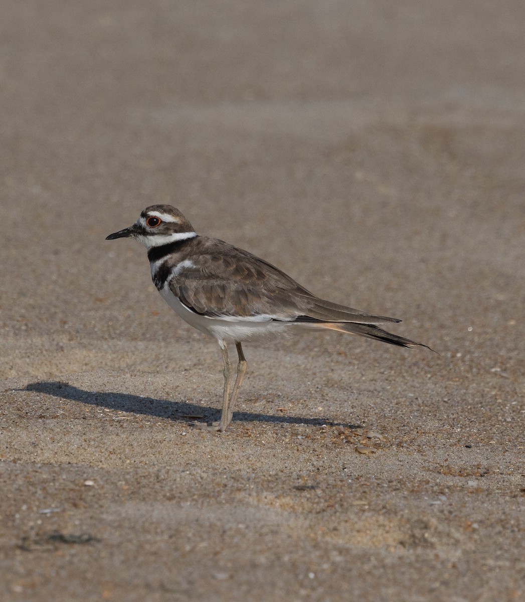 Killdeer - ML622072289