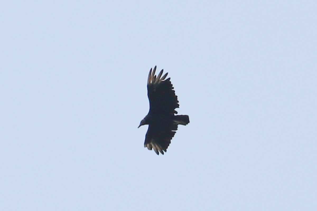 Black Vulture - ML622072290