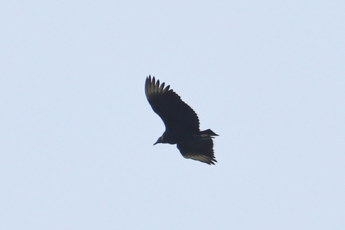 Black Vulture - ML622072291