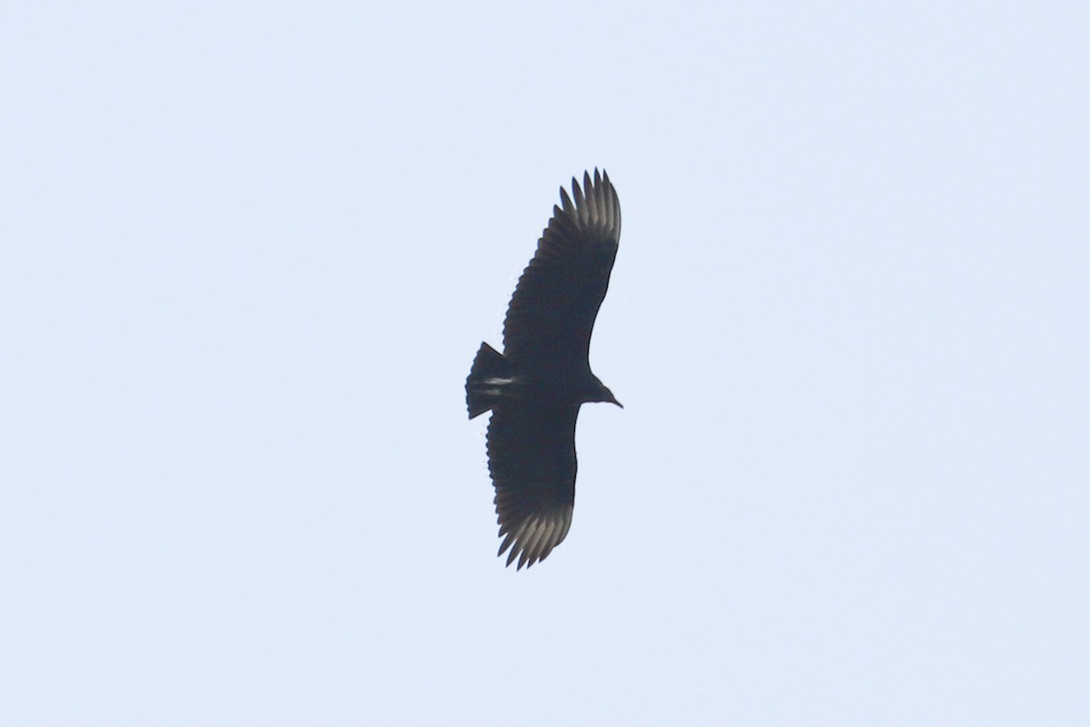 Black Vulture - ML622072292