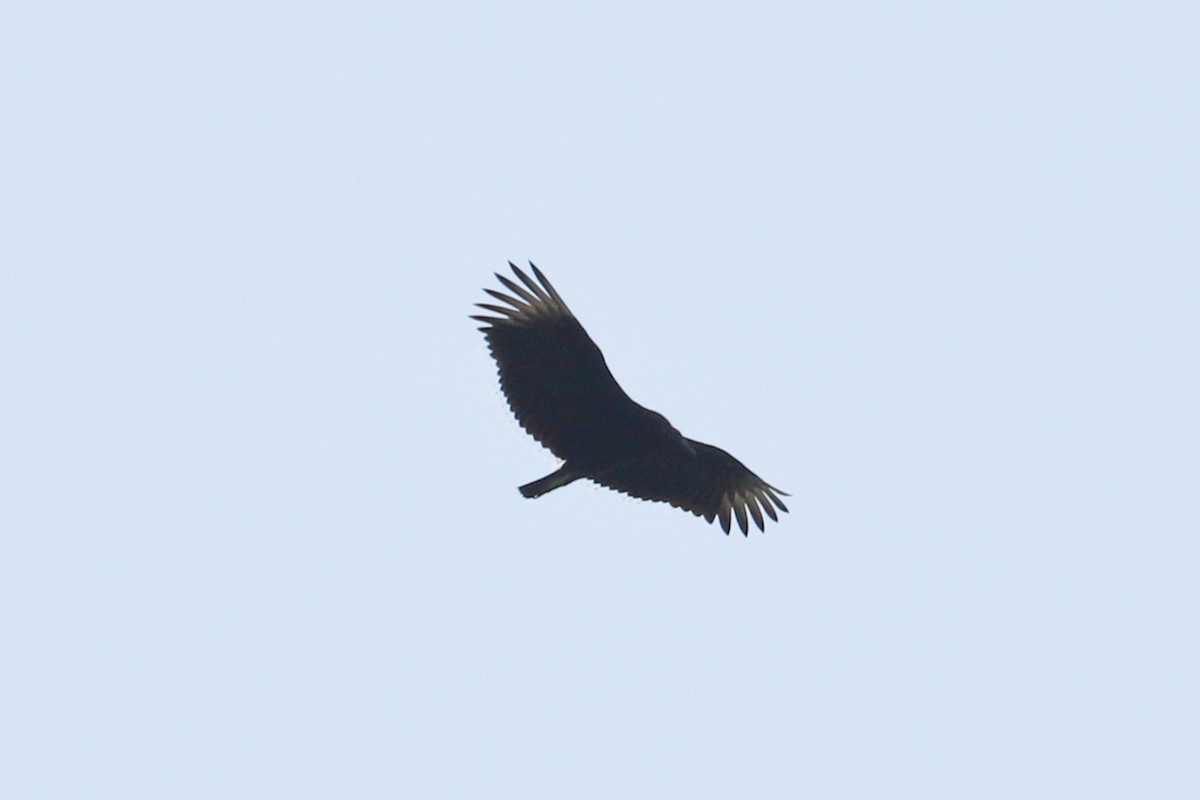 Black Vulture - ML622072294