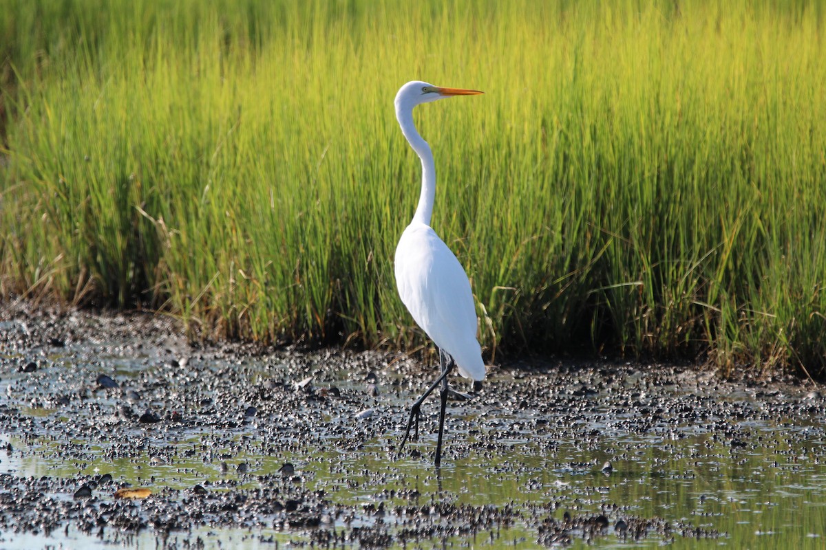 Great Egret - ML622072296