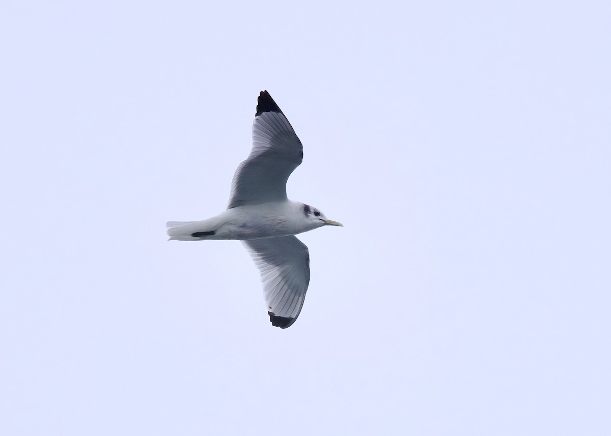 Black-legged Kittiwake - ML622072300