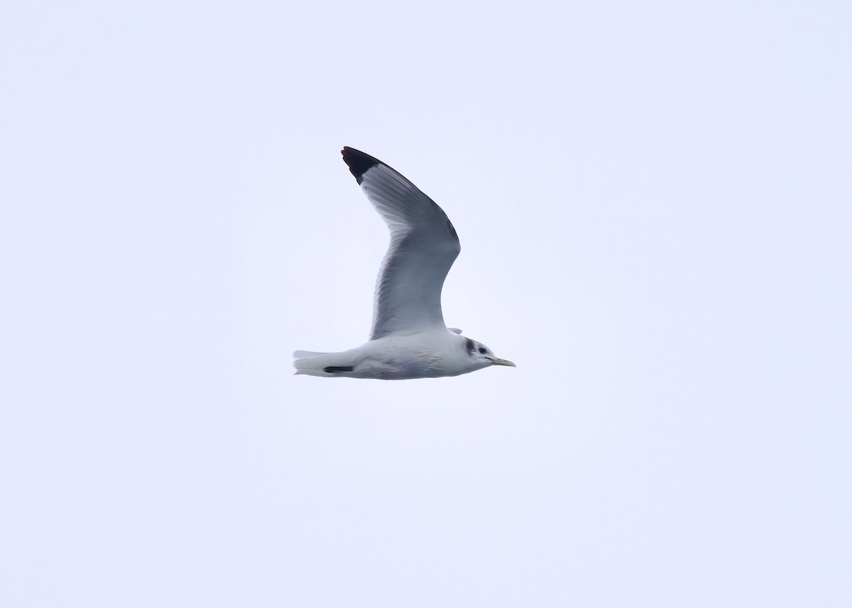 Black-legged Kittiwake - Rachel Lawrence