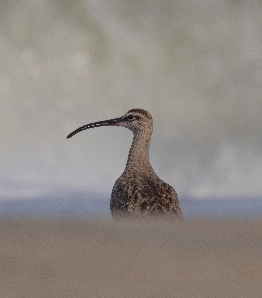 Whimbrel - ML622072302