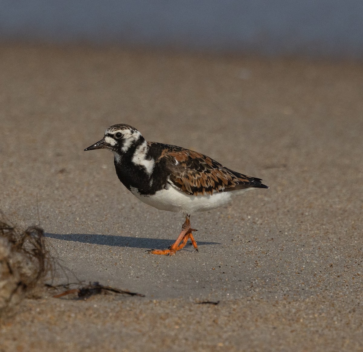 Ruddy Turnstone - mark thomas