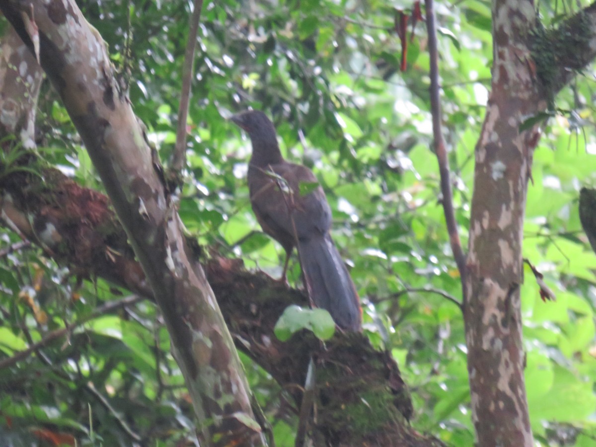 Colombian Chachalaca - ML622072347