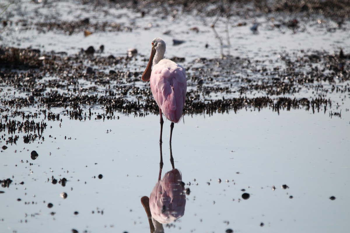 Roseate Spoonbill - M Alexander