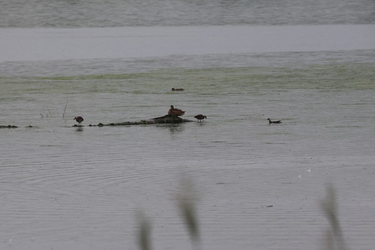 Gallinule poule-d'eau - ML622072349