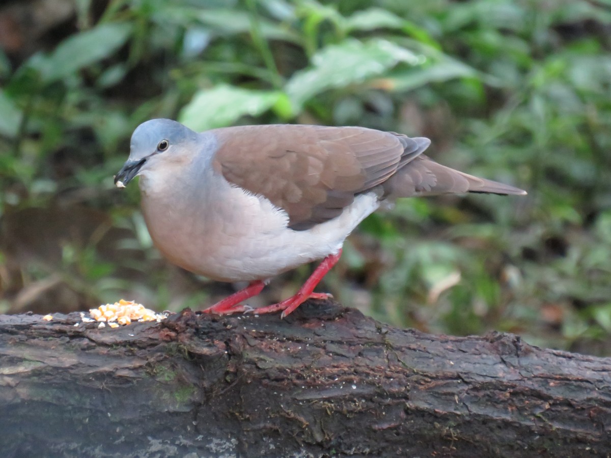 Gray-headed Dove - Matthias van Dijk