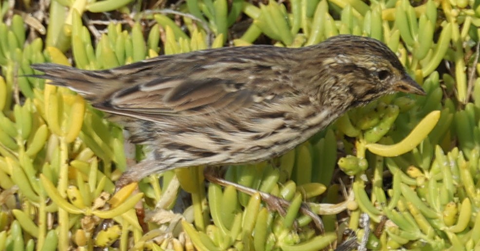 Savannah Sparrow (Belding's) - ML622072372