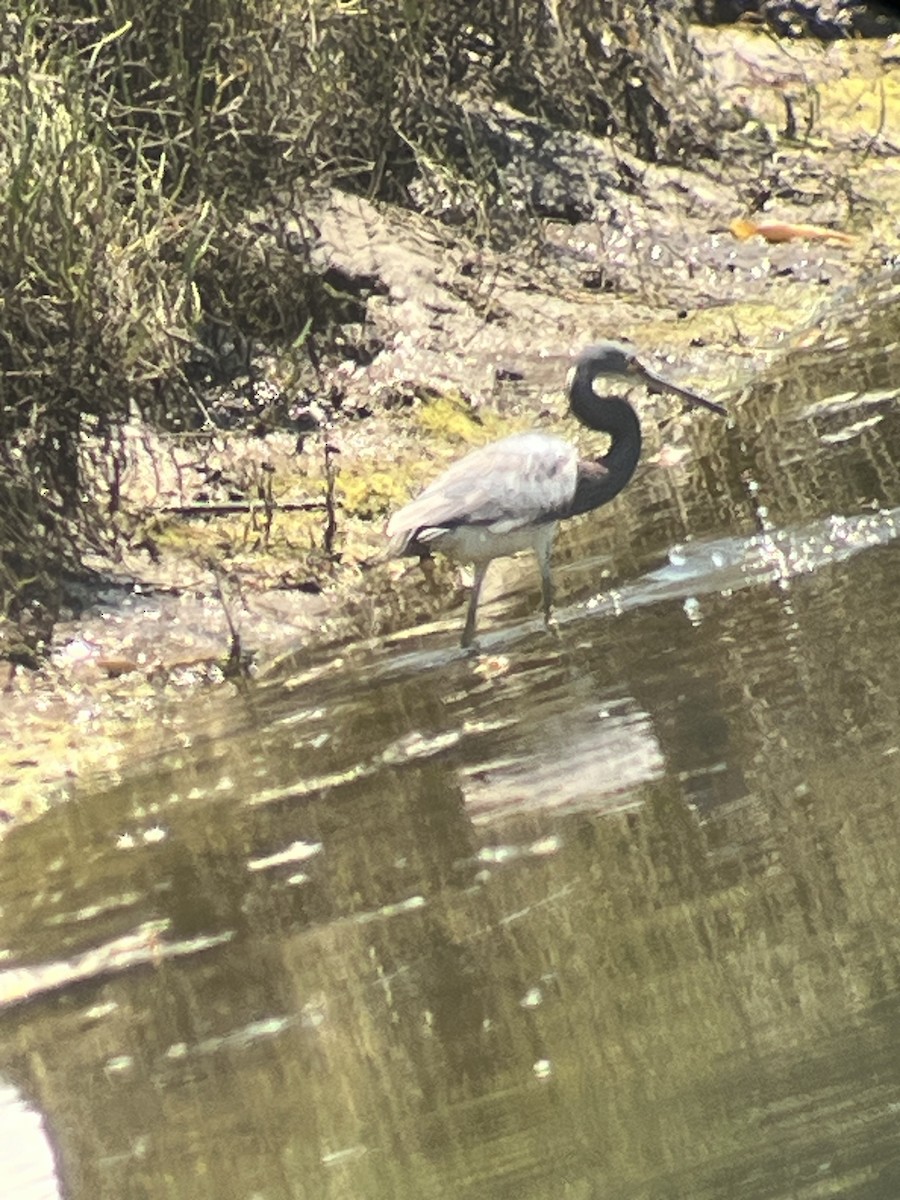 Tricolored Heron - ML622072404