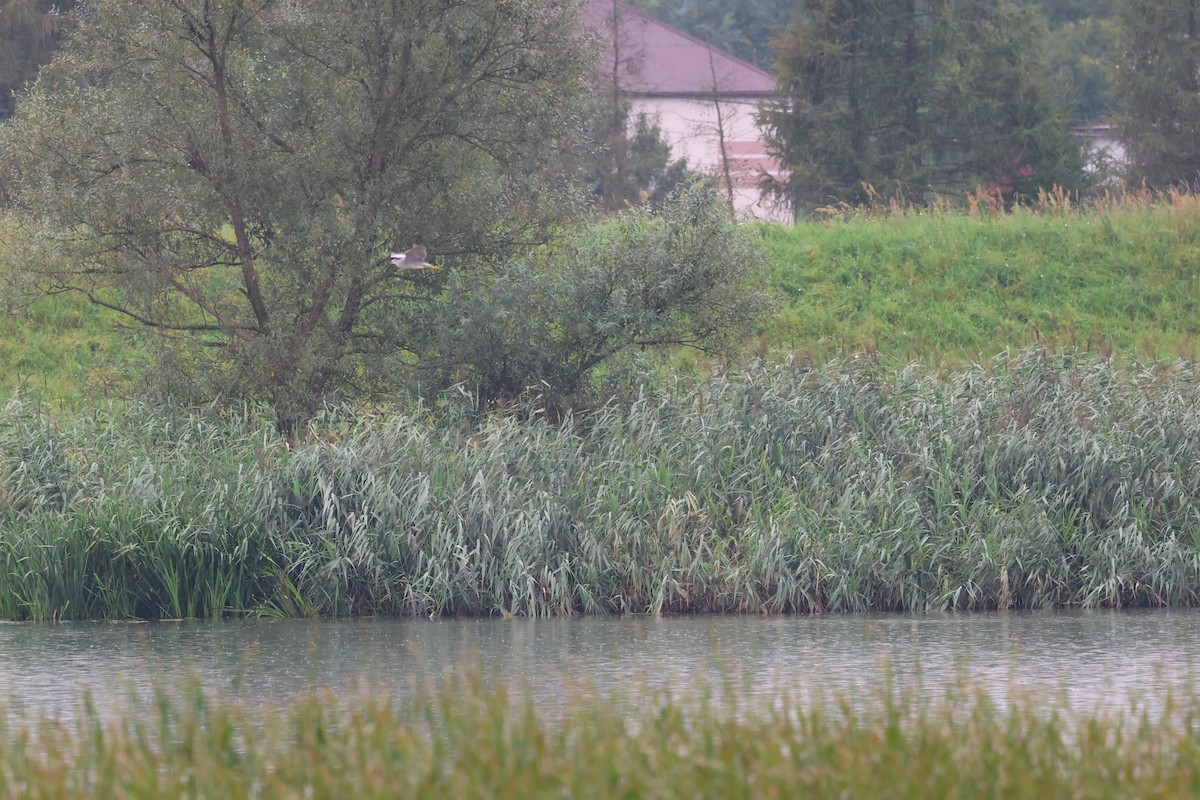 Black-crowned Night Heron - ML622072412