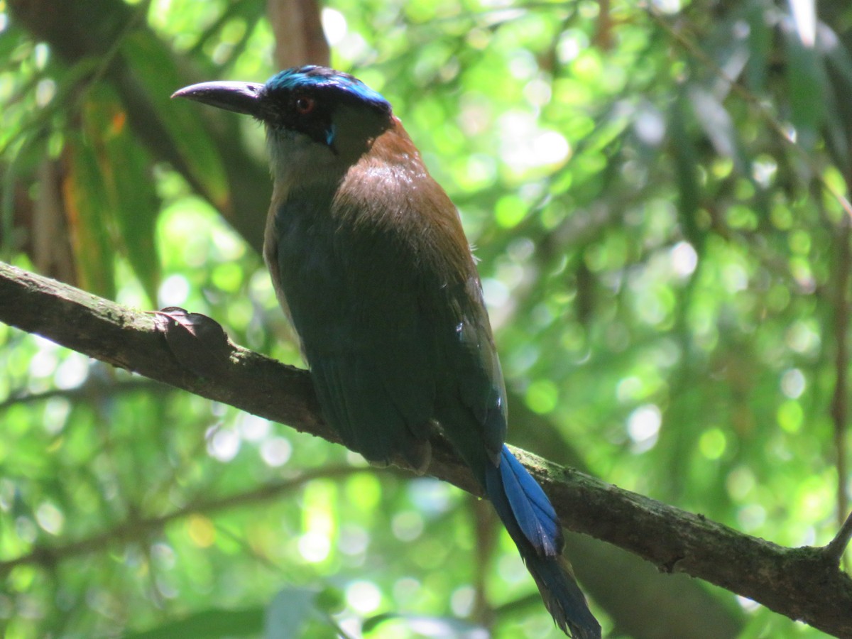 bergmotmot - ML622072417