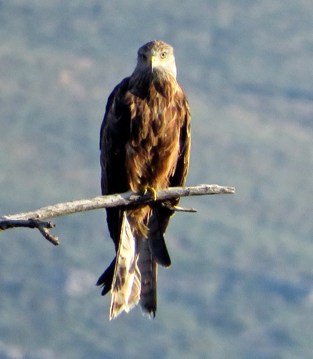 Red Kite - ML622072426