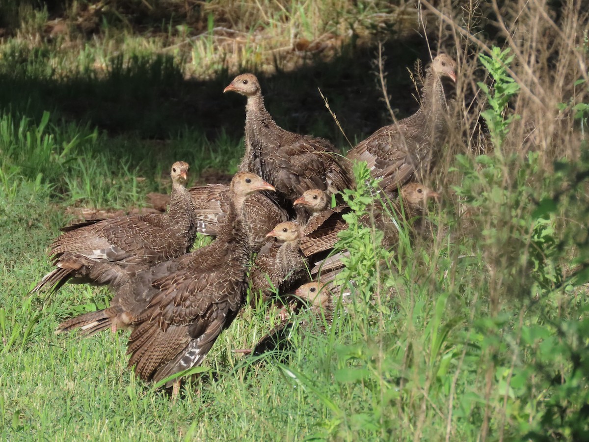 Wild Turkey - ML622072443