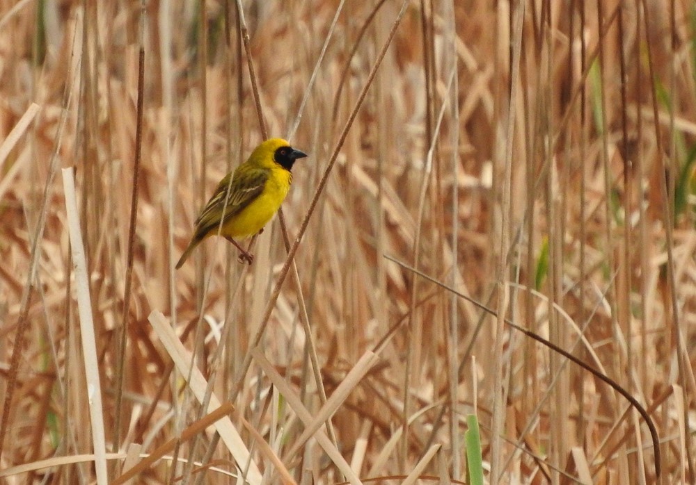 Southern Masked-Weaver - ML622072452