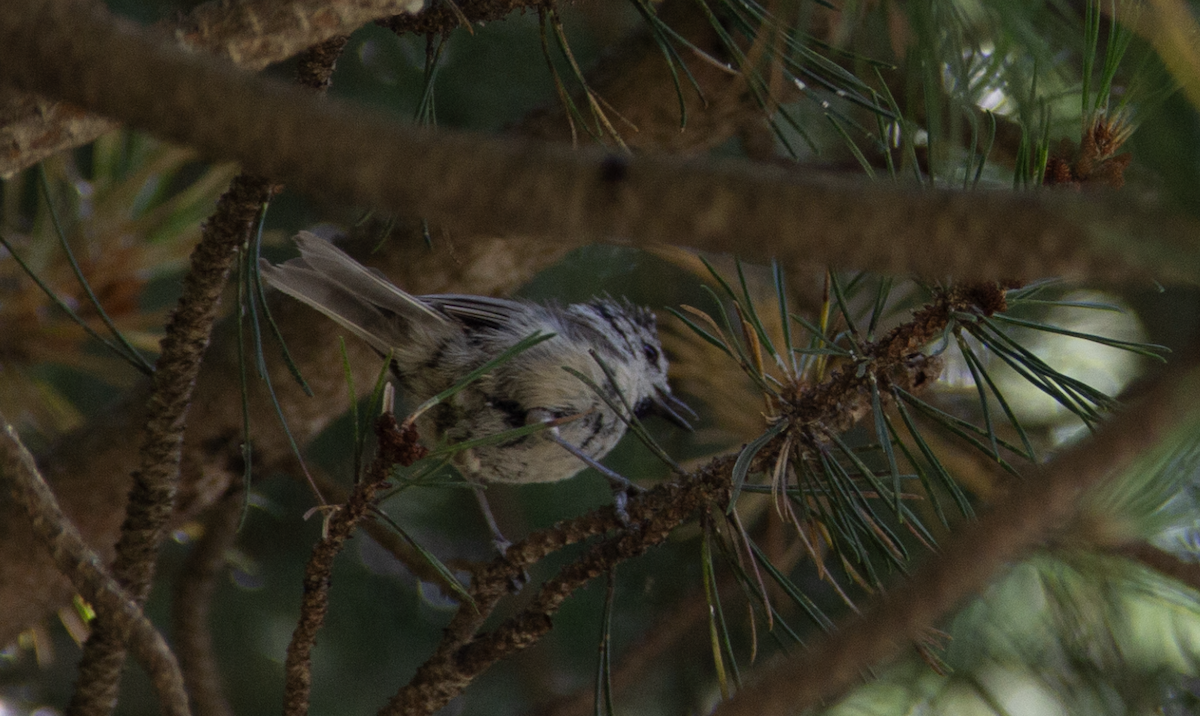 Crested Tit - Yuhang mañé rodriguez