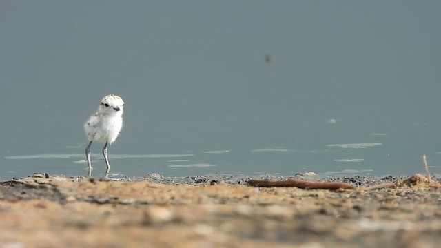 Snowy Plover - ML622072537