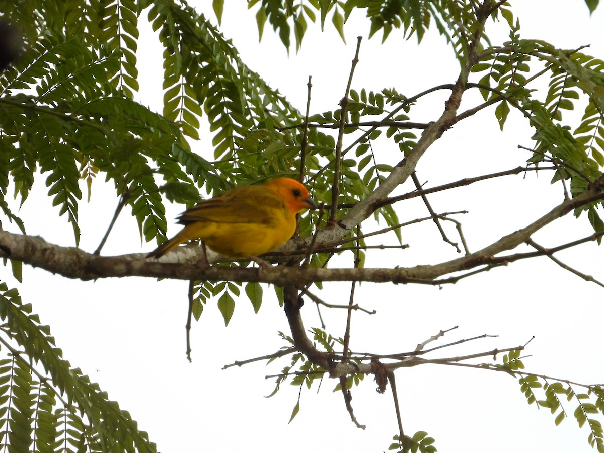 Saffron Finch - ML622072547