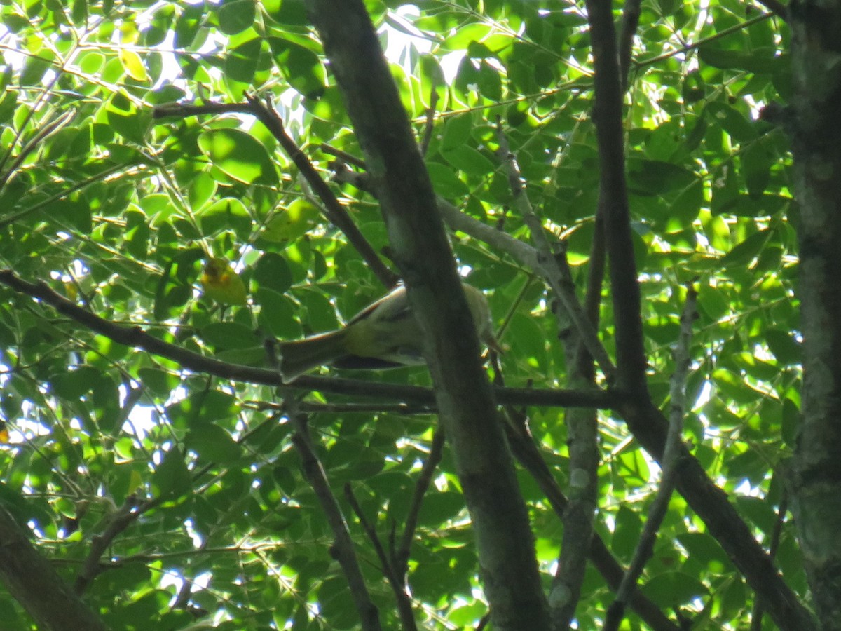 Rufous-naped Greenlet - ML622072608